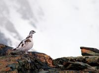 Ptarmigan with remnants of summer coat