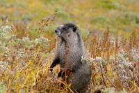 Hoary Marmot